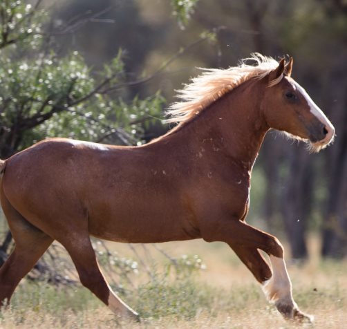 The Evolution of the Horse